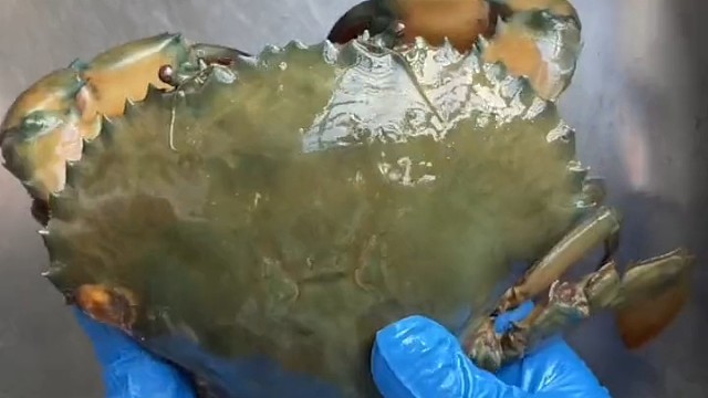 这是什么螃蟹[惊呆]