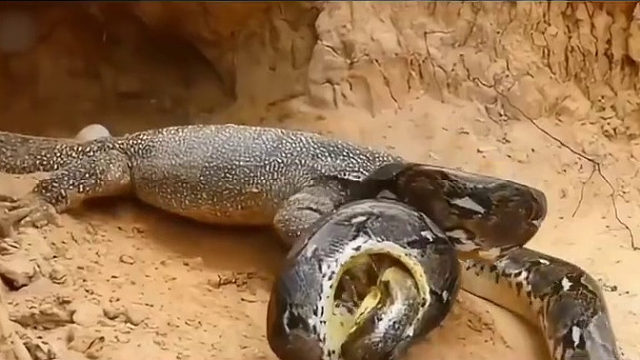 你们觉得谁的胜算大？