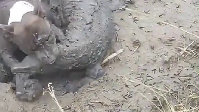 巨蜥会不会死不知道，这狗肯定不谈了