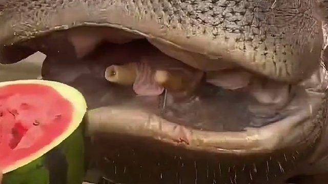 大河马一口一个大西瓜