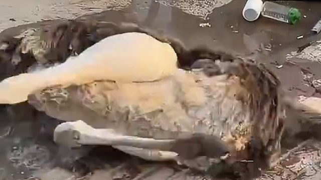 早上起来又一只鸵鸟把头夹断的，临走之前还不忘把刚下的蛋带走