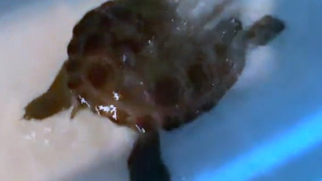 乌龟给人印象总是慢悠悠的，为什么洗澡时，扭得这么欢快呢？