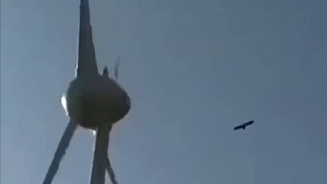 老鹰被风车打中