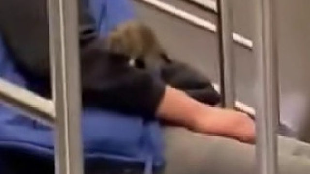 纽约鼠患严重，地铁上，一只老鼠爬到了一名熟睡的乘客身上……