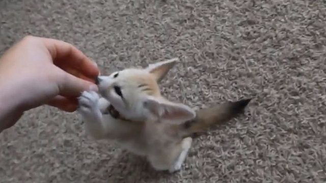 女子好心收养小奶猫，两月后画风突变，医生看后表明：这不是猫