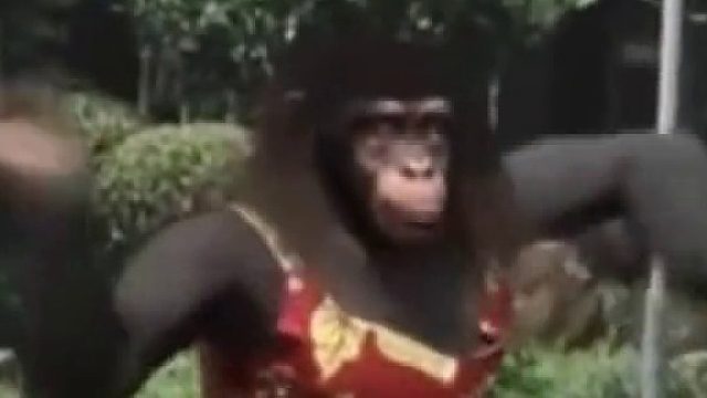 这猴子跳舞把我迷倒了，网友：一只猴比我还会跳。