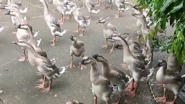 这群鹅是在军训吗