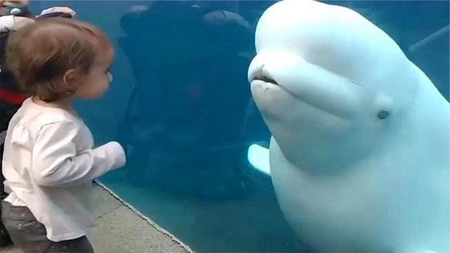 吓人从未失手的白鲸，竟败在一个小女孩手中，气得它拿头直撞玻璃