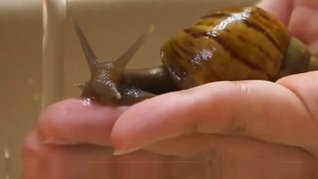 蜗牛喝水的样子