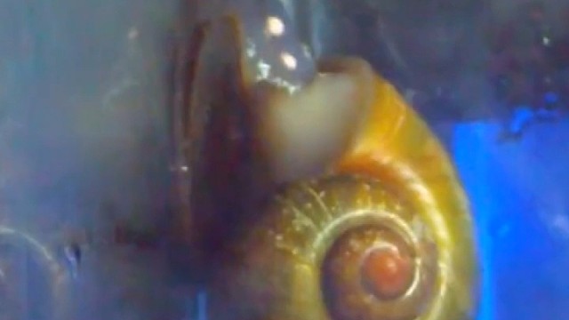 田螺下蛋为什么像流水线生产呢？