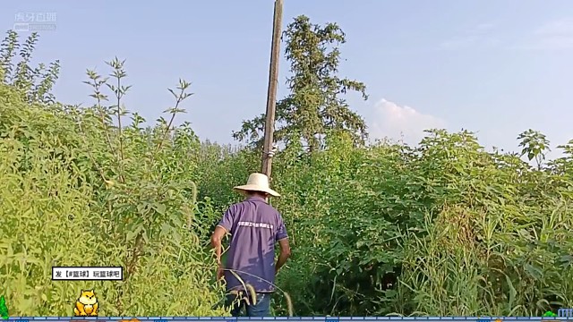 稻田抽水现场直播