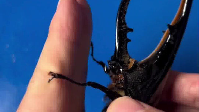 一个视频教你怎么玩甲壳虫！