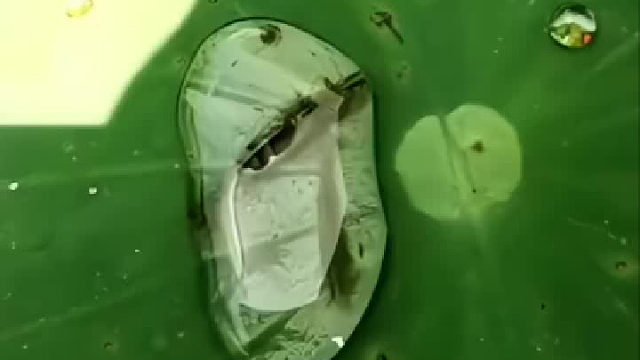 神奇的大自然…