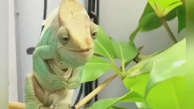 这个变色龙姓杨吧