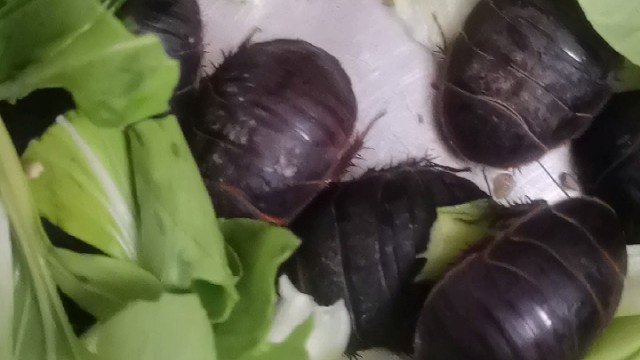 长春土鳖虫养殖欢迎您的到来