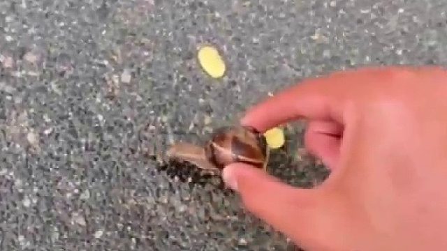 蜗牛：一天白干了...