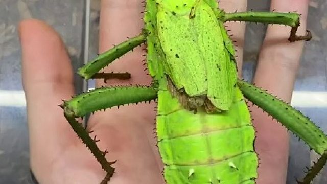 虫卵 幼虫的前后对比 害怕虫子的慎入！