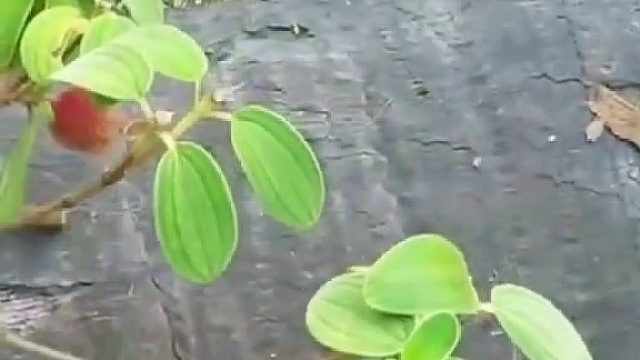 烂树根里竟然有一大窝鸭子