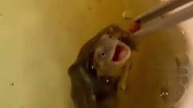 一旁大龟：唉~小伙子还是太年轻了……