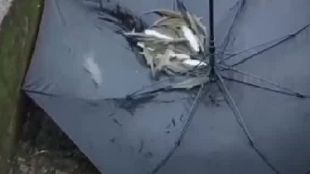 这种鱼吃多了会变傻吧