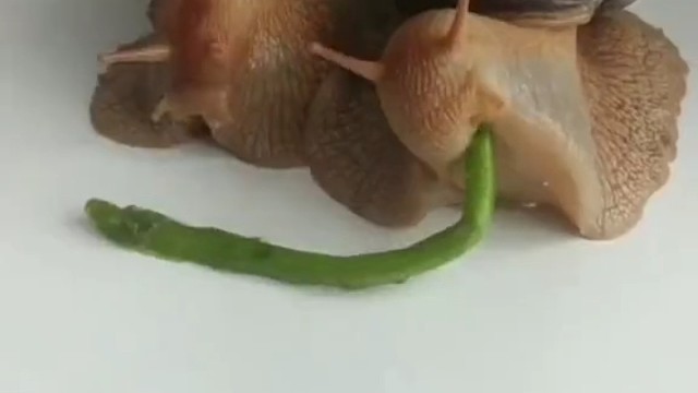 这种是宠物蜗牛吧