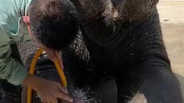 给大象洗个澡