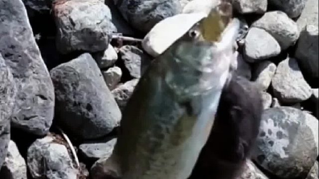 国外小哥钓鱼时好心投喂水獭，离别时水獭送上了回礼