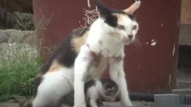 被渔网缠住脖子的猫妈妈，忍受疼痛照顾猫宝宝，最终得到人们救助的暖心故事。