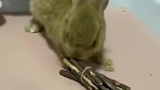 兔子：你上医院看看吧，你指定有大病