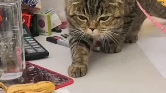 猫咪抓蚊子全过程