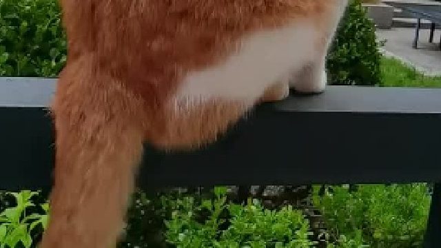 这猫还知道轻重，象征性的咬一下