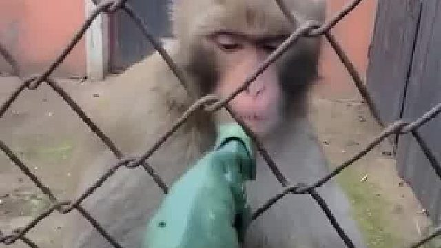 猴哥的嫌弃全写脸上了