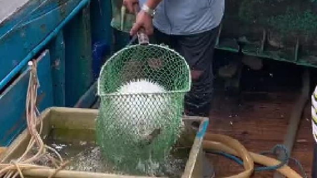 刺豚的肚子里究竟是装了多少水？刺豚已经被老板晃的晕头转向水吐光光啦