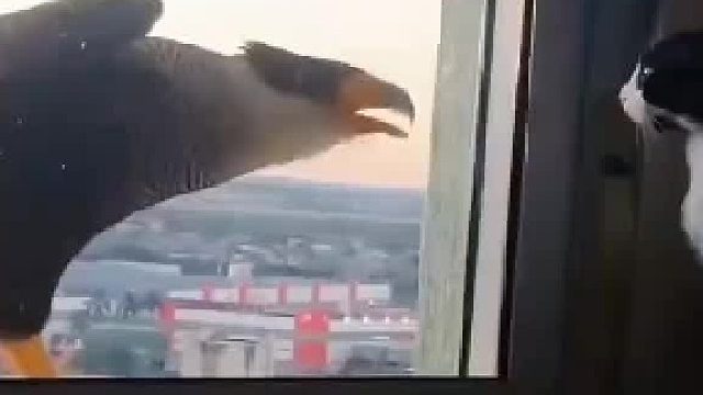 家窗口来了只叫声奇特的鸟，好心投喂不料隔天它带着老婆登门拜访