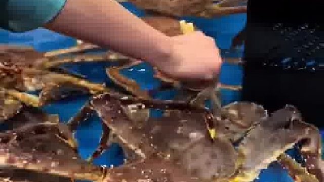 盒马帝王蟹投食