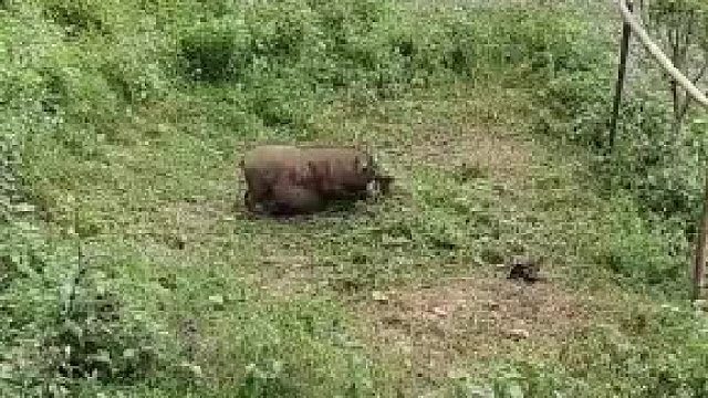 散养的就是好要下崽了自己做产房还能帮忙除个草