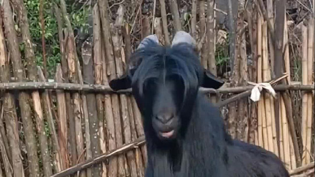 羊：我从不正眼看人，或羊