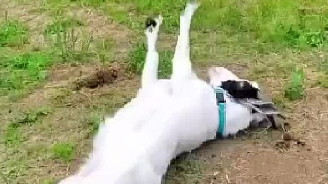 它们是怎么活到现在还没灭绝的？观感上看着太容易灭绝了