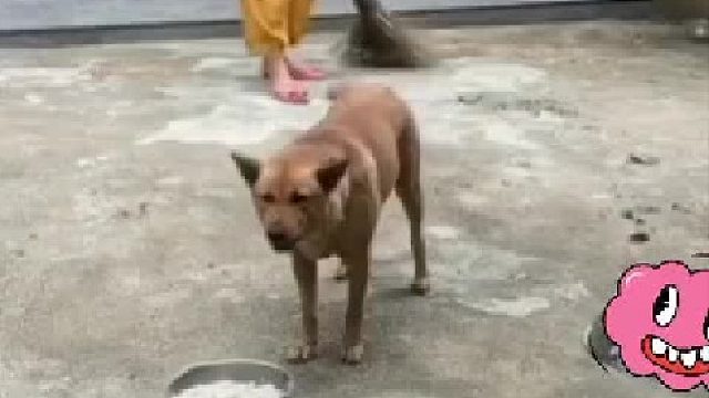 狗都比人忠诚可靠。