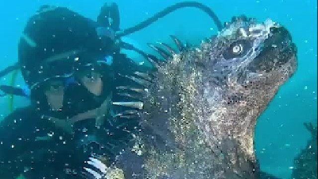 —海底“哥斯拉”海鬣蜥 冷知识：这玩意儿是食草动物