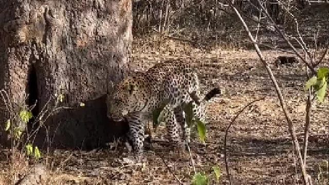 花豹爬树的样子像蜘蛛侠！