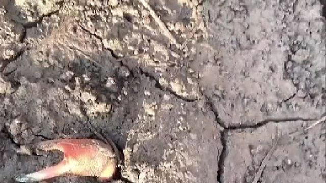 钳子上长了个螃蟹