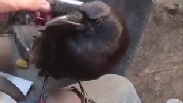 乌鸦信任你。 ​