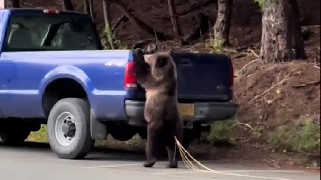 这头熊的屁股后面是绦虫吗？ 妈呀，我人麻了…