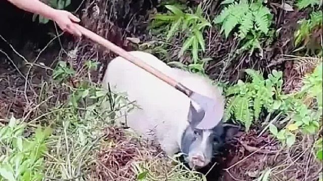 猪这个眼神像鳌拜，哈哈