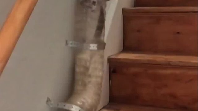 主人给家里的雪貂建了“高速公路”还是两条”