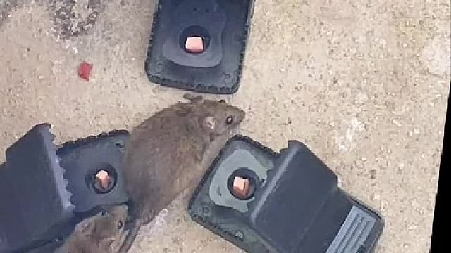 自动捕鼠器，家里有鼠怎么办？