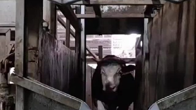 嘴上都说残忍，可肉一点也没少吃