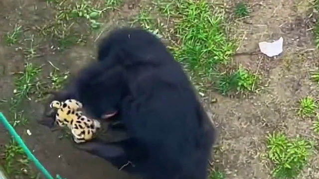 游客玩具掉进猩猩家，它帮忙捡回还知道往上递篮子，网友：它竟然还养了小猪当宠物