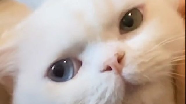 面对这么会争宠的猫咪，你们说应该咋办